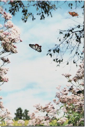 魅惑の旅する蝶
